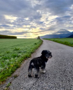 small black dog on a level gravel road leading to the horizon, green field to the left and right. clouds with the sun shining through them